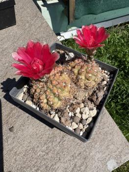 Preview: Gymnocalycium baldianum